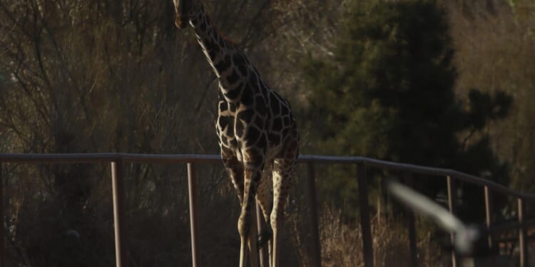 Benito the giraffe heads to central Mexico, where the weather feels more like home