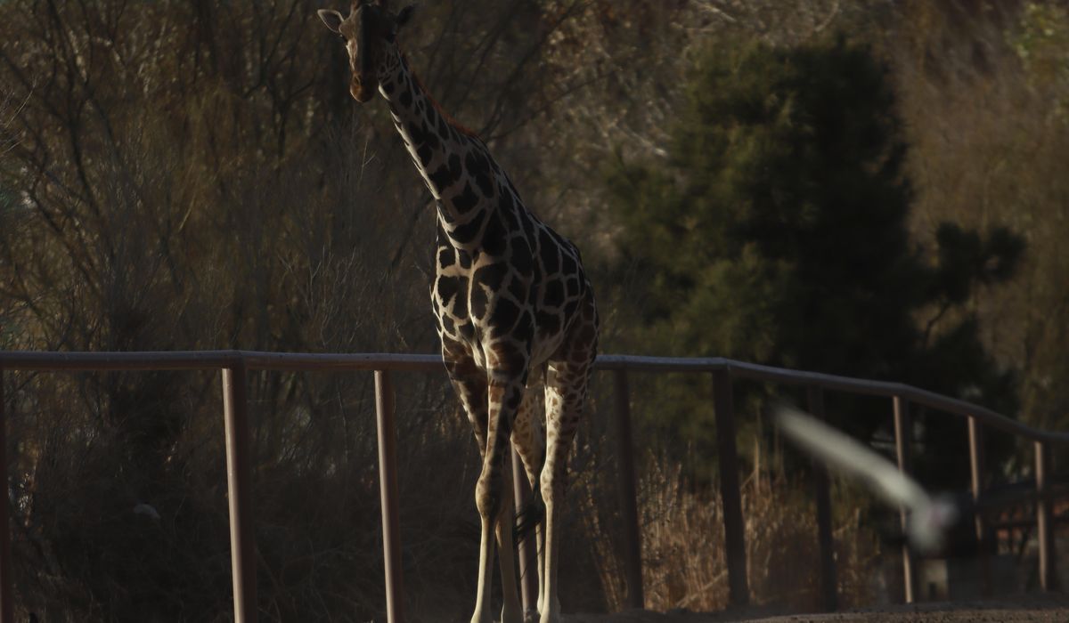 Benito the giraffe heads to central Mexico, where the weather feels more like home