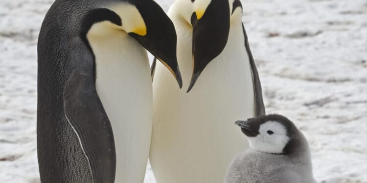 Emperor penguins spotted in previously unknown colonies in Antarctica