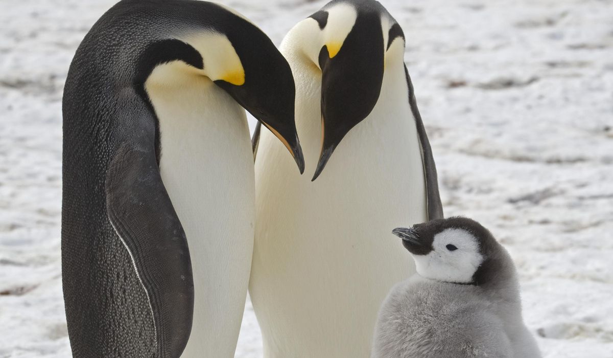 Emperor penguins spotted in previously unknown colonies in Antarctica