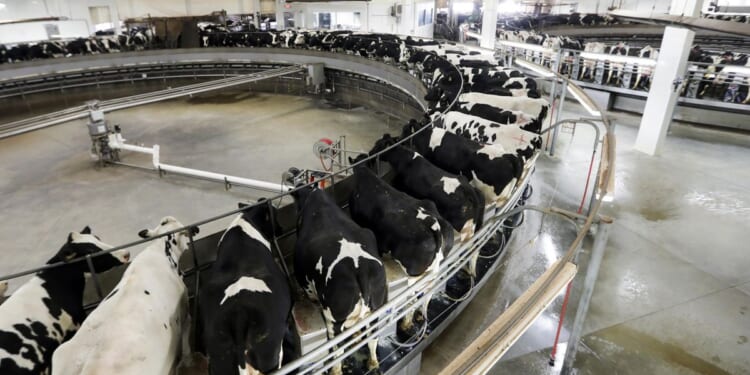 Wisconsin judge rules that regulators can force factory farms to get preemptive pollution permits