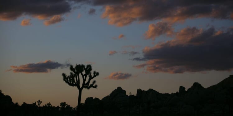 Trammell Evans' bones, backpack found in Joshua Tree National Park