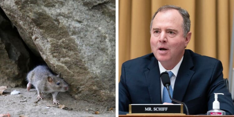 Congressman Adam Schiff is co-sponsoring a bill introduced by Congressman Ted Lieu to ban the use of glue traps to catch rodents. Both congressmen are Democrats from California.