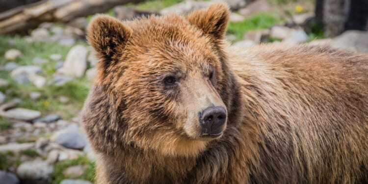 A female grizzly bear is seen in this stock image.