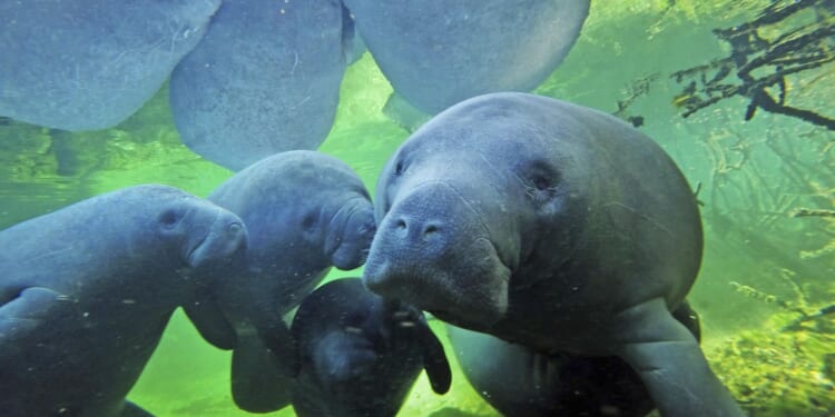 Manatees flooding warm water, says Florida park