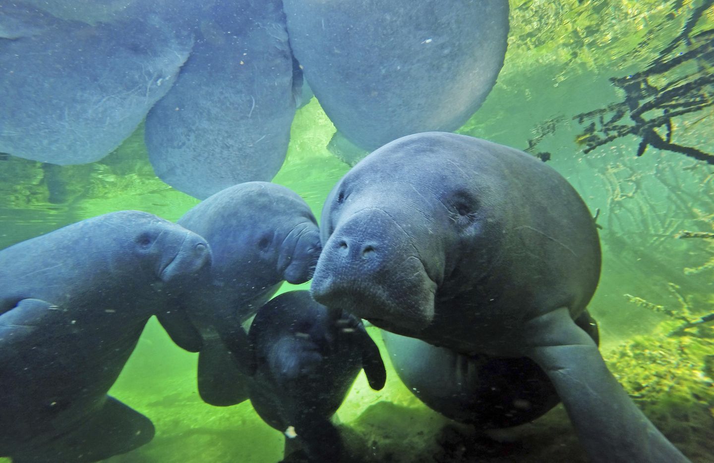 Manatees flooding warm water, says Florida park