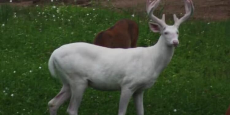 The albino buck - known as "the King" to the locals of Spooner, Wisconsin - was found dead a few weeks ago, reportedly from old age.