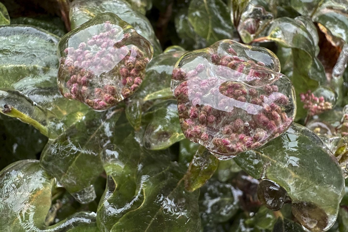 Pacific Northwest residents are told to stay off the roads as ice coats the region