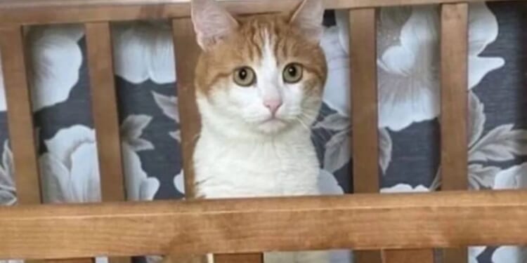 Twix the cat was on the train with its family when it got out of its crate, and the conductor, mistaking it for a stray, dropped it outside into sub-zero temperatures in the town of Kirov, east of Moscow, on Jan. 11. The cat was found dead Saturday, sparking outrage across Russia and on social media.