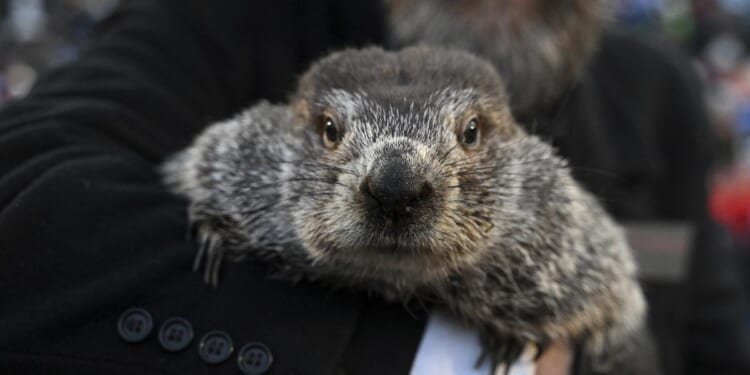 Groundhog Day: Punxsutawney Phil predicts an early spring