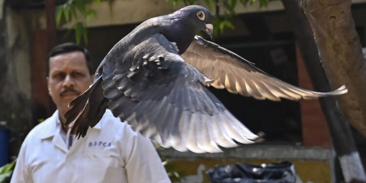 Pigeon suspected of being Chinese spy freed