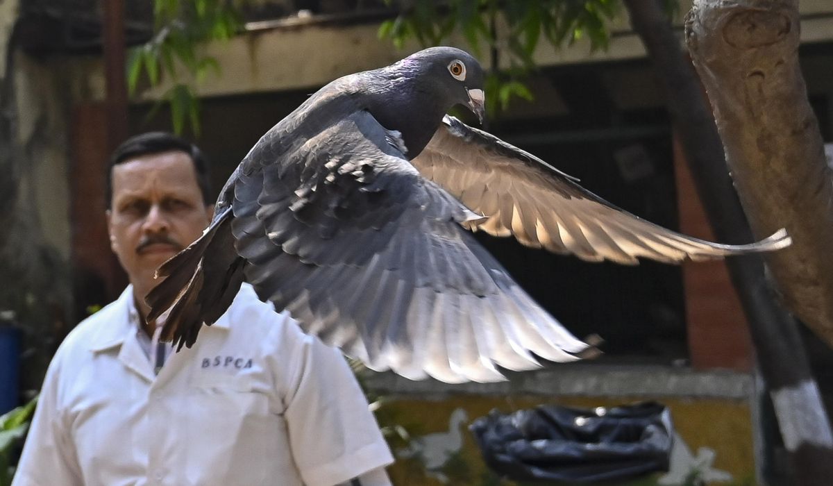 Pigeon suspected of being Chinese spy freed