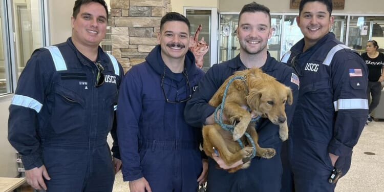 Dog rescued after more than a week trapped inside shipping container in Texas port