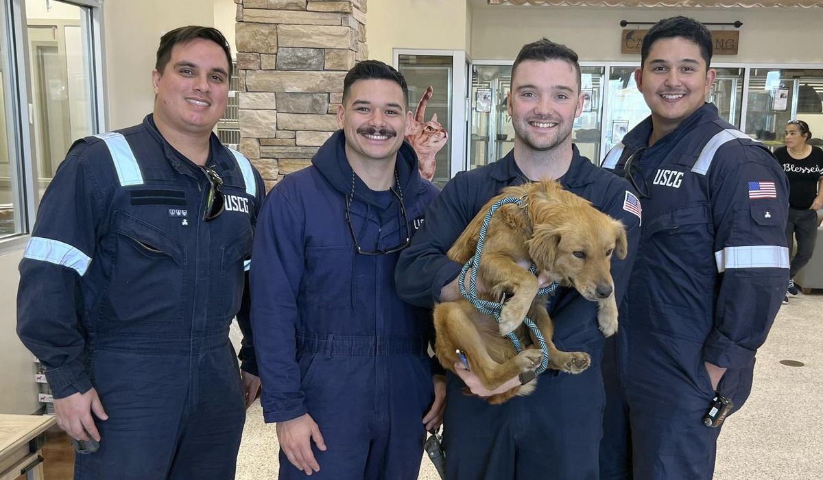 Dog rescued after more than a week trapped inside shipping container in Texas port