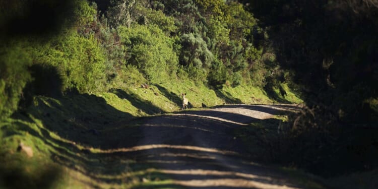 Planned road across Kenya's Aberdare Range creates environmental, financial debate