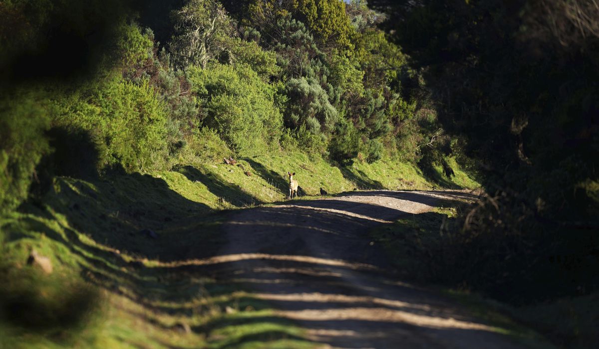 Planned road across Kenya's Aberdare Range creates environmental, financial debate