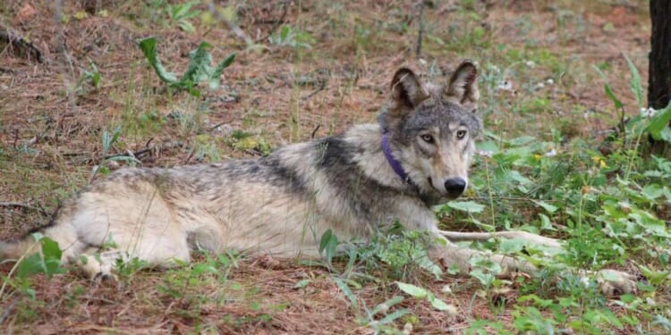 U.S Fish and Wildlife Service proposes plan for gray wolves, no longer in danger of extinction