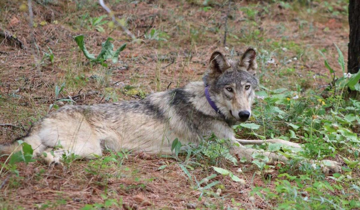 U.S Fish and Wildlife Service proposes plan for gray wolves, no longer in danger of extinction