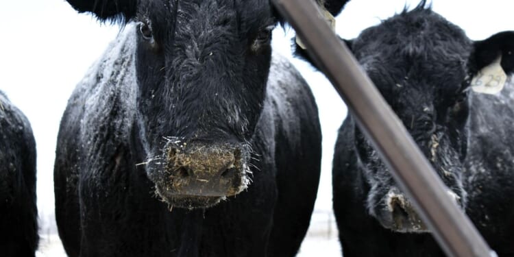 Farm group warns beef prices could hit record highs as cattle inventory declines