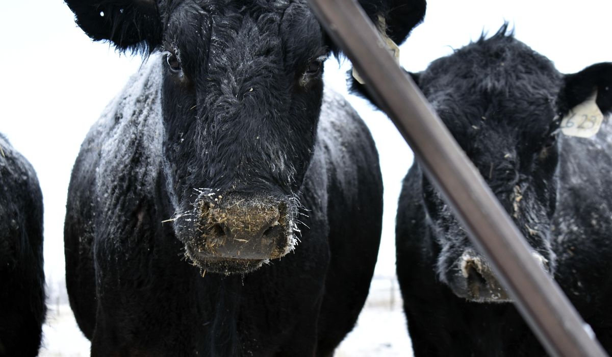 Farm group warns beef prices could hit record highs as cattle inventory declines