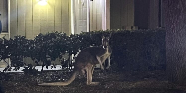 Escaped kangaroo rescued from pool area of Tampa apartment complex