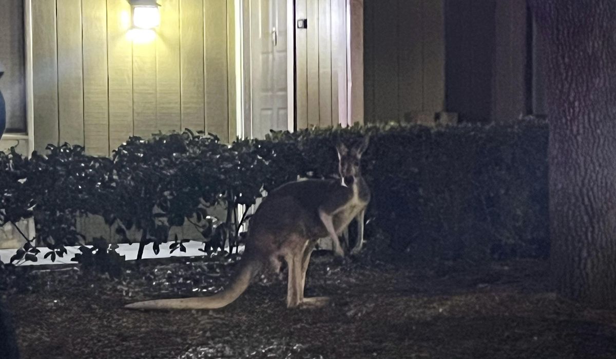 Escaped kangaroo rescued from pool area of Tampa apartment complex