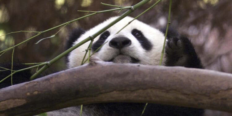 China to send pandas to San Diego Zoo, reigniting panda diplomacy