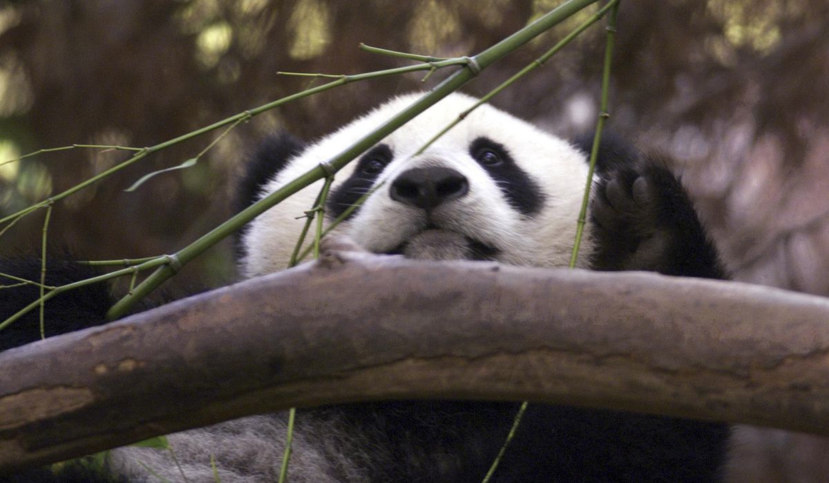 China to send pandas to San Diego Zoo, reigniting panda diplomacy