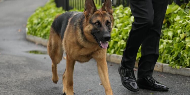 Joe Biden's dog Commander on a biting spree: Down, boy