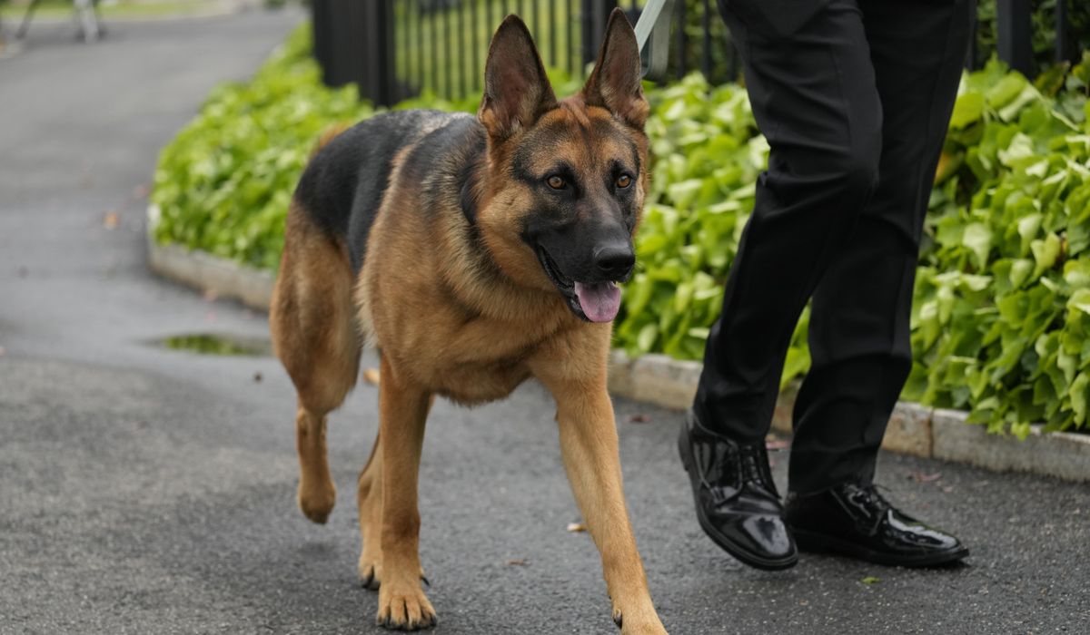 Joe Biden's dog Commander on a biting spree: Down, boy