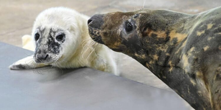 Blind seal gives birth and nurtures the pup at an Illinois zoo