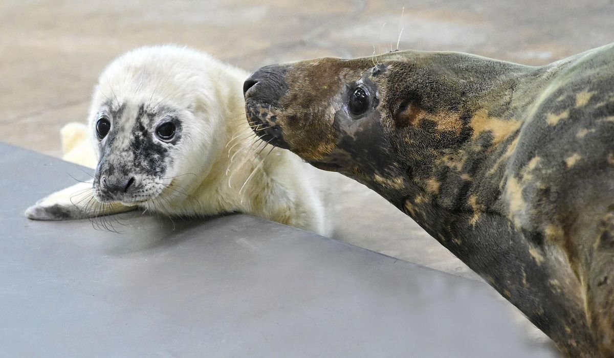 Blind seal gives birth and nurtures the pup at an Illinois zoo