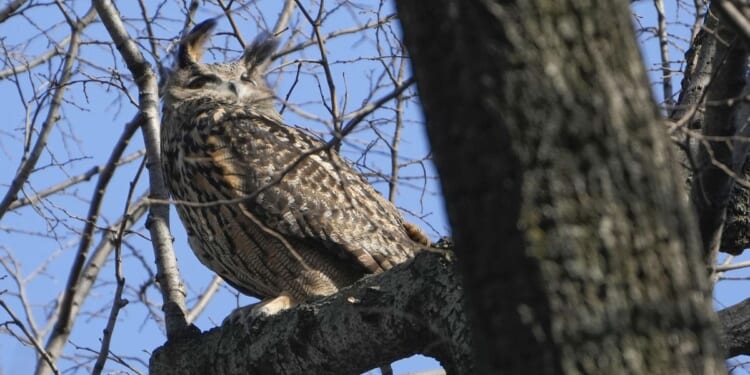 Beloved 'Flaco' owl dies a year after escaping Central Park Zoo