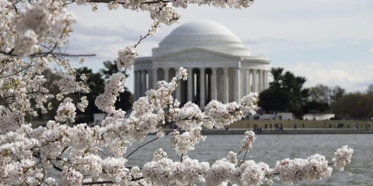 National Park Service predicts March 23-26 for cherry blossoms' peak bloom in D.C.