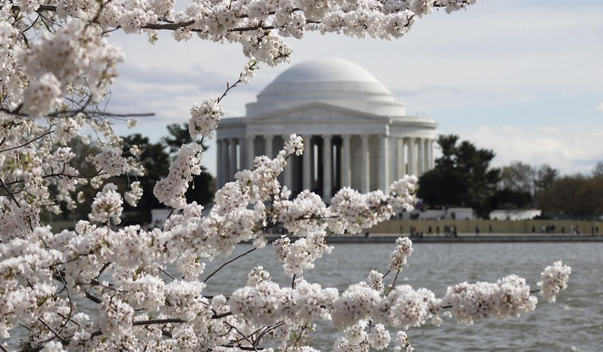 National Park Service predicts March 23-26 for cherry blossoms' peak bloom in D.C.