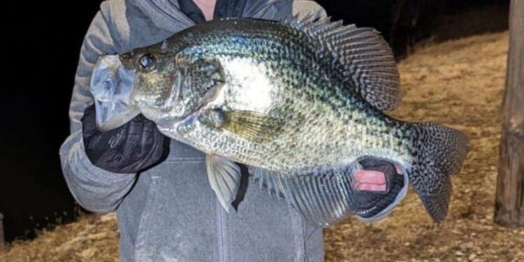 A Kansas angler claimed he caught a record-breaking crappie.