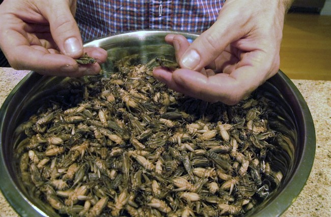 Biden Administration Funding Research Into Edible Bugs Raised on Landfill Refuse – HotAir