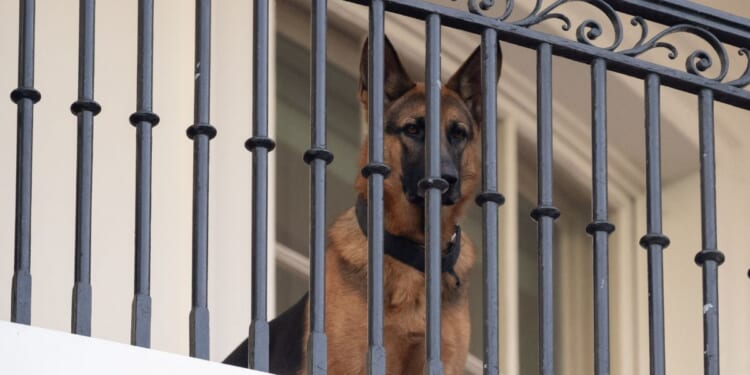 President Joe Biden's dog, Commander, sits on the Truman Balcony at the White House in Washington, D.C., on Sept. 30.