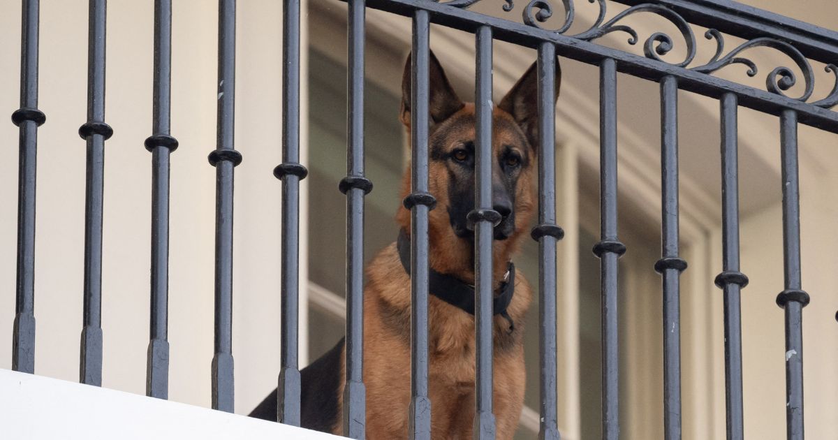 President Joe Biden's dog, Commander, sits on the Truman Balcony at the White House in Washington, D.C., on Sept. 30.