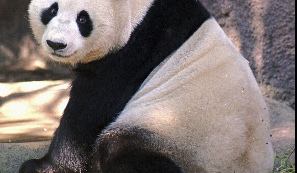 Black and white and adored all over. China pledges pair of pandas for San Diego Zoo