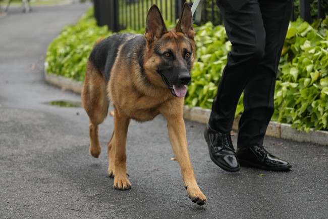 Down, Boy! Biden's Dog Commander Bit Secret Service Agents at Least 24 Times – PJ Media