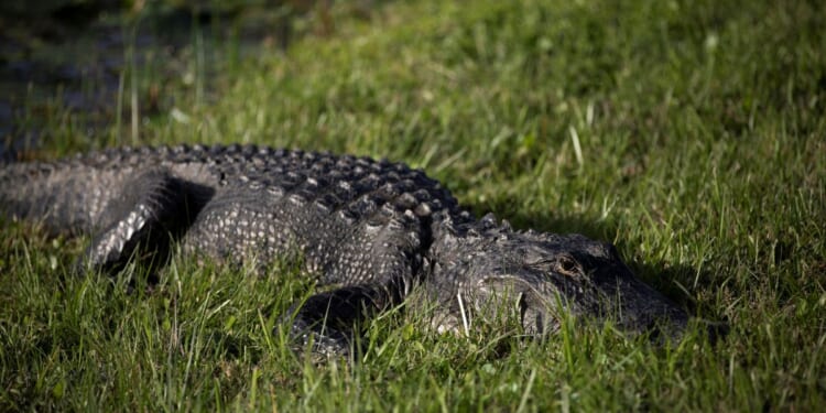 An alligator is seen during a visit to Everglades National Park in Florida on Dec. 7.