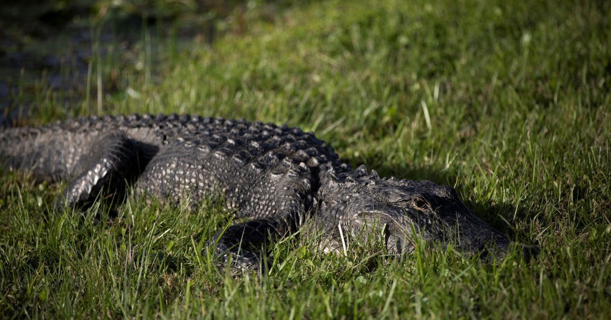 An alligator is seen during a visit to Everglades National Park in Florida on Dec. 7.