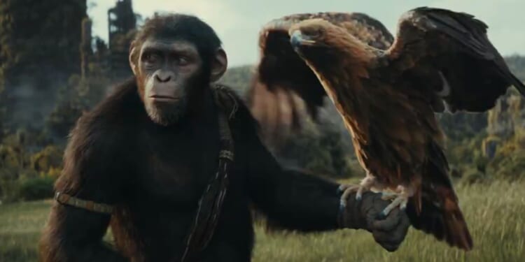 A shot of a CGI character from the upcoming film "Kingdom of the Planet of the Apes."