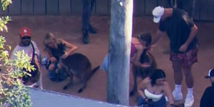 Pop star Taylor Swift and her boyfriend Travis Kelce feed a kangaroo at the Sydney Zoo Thursday.