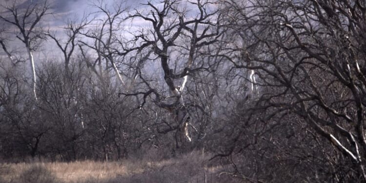 Wind spreads wildfires in Texas