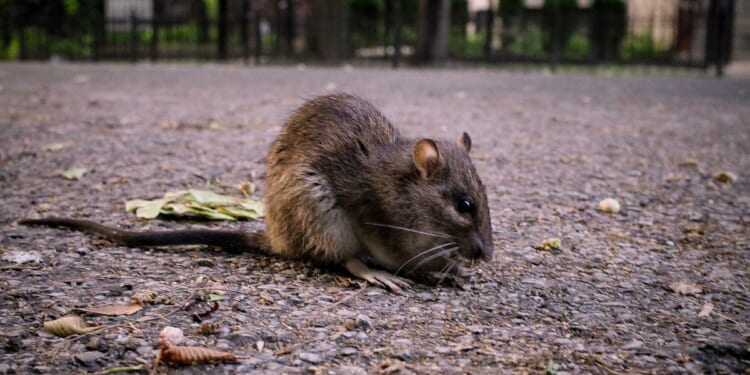 Rats in New Orleans police headquarters get high on confiscated weed