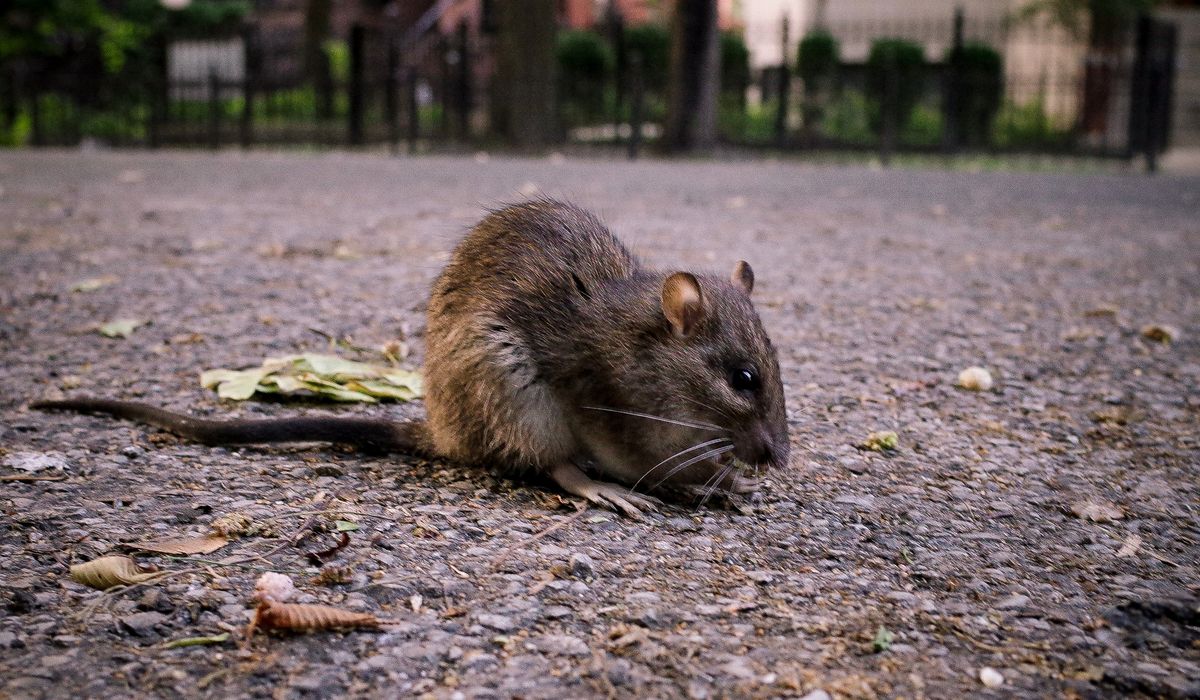 Rats in New Orleans police headquarters get high on confiscated weed