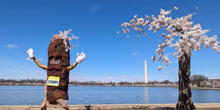 More than 100 iconic cherry trees in Washington are being cut down. So long, Stumpy