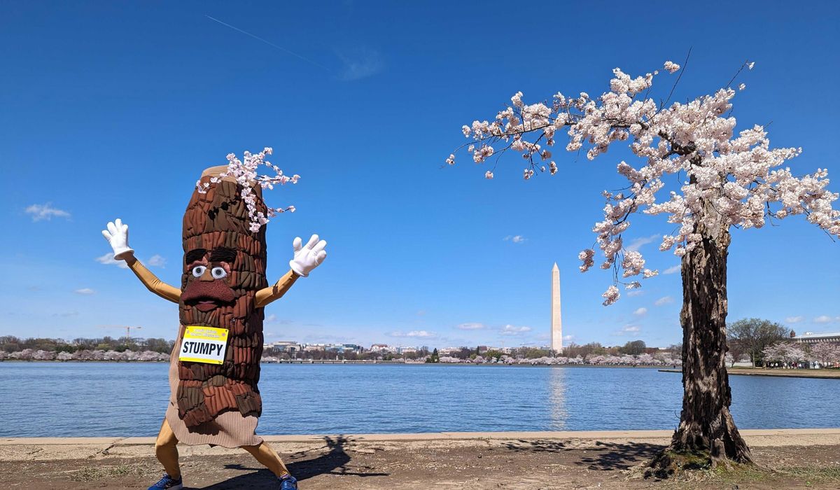 More than 100 iconic cherry trees in Washington are being cut down. So long, Stumpy